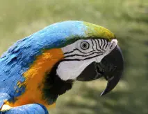 si tienes mascota entra aqui...