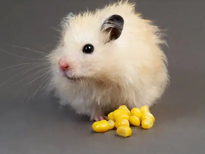 si tienes mascota entra aqui...