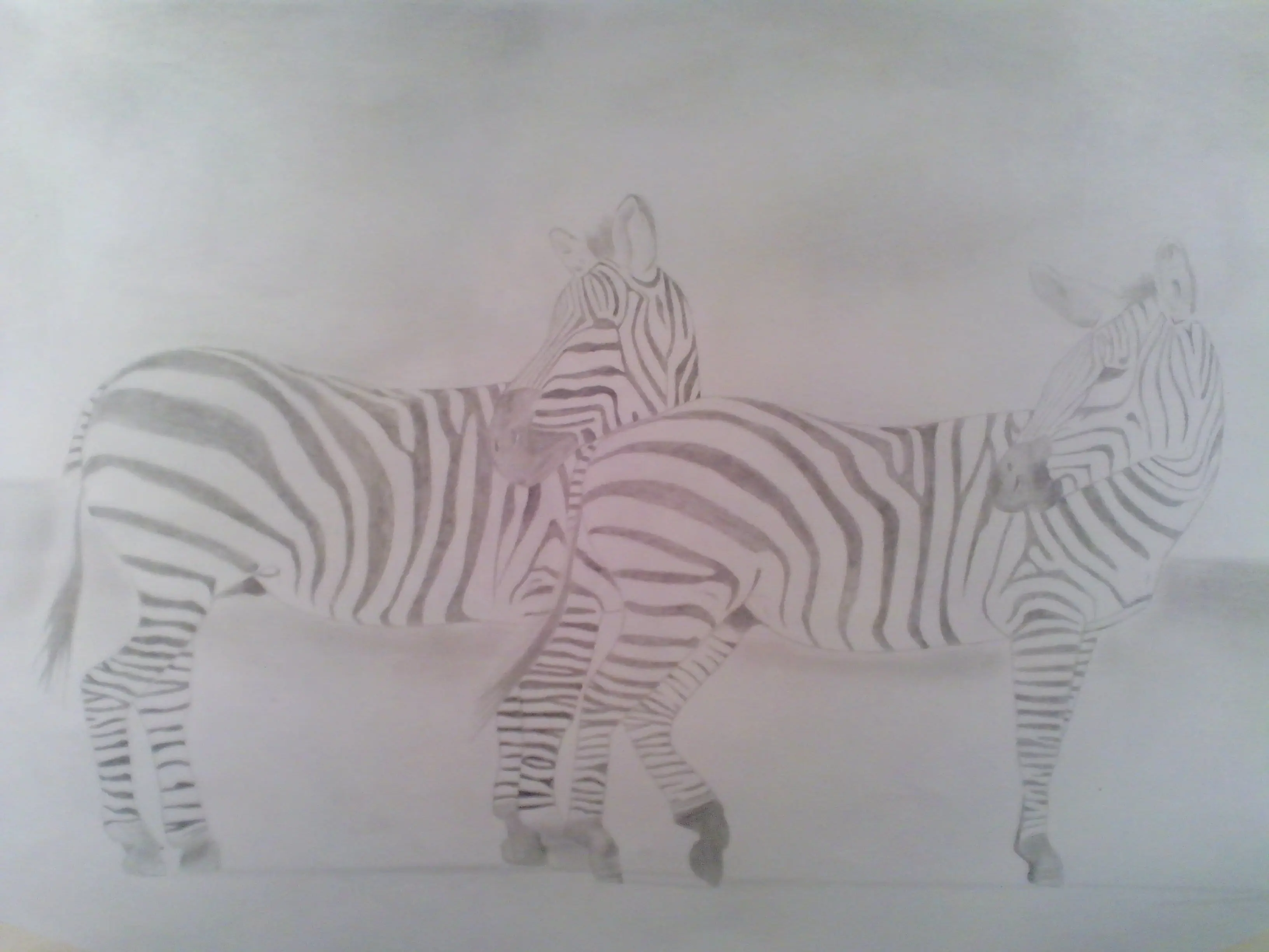 Dibuje (copie) unas cebras