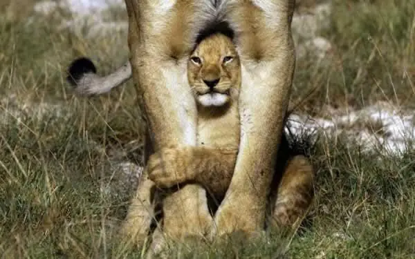Mundo Animal
