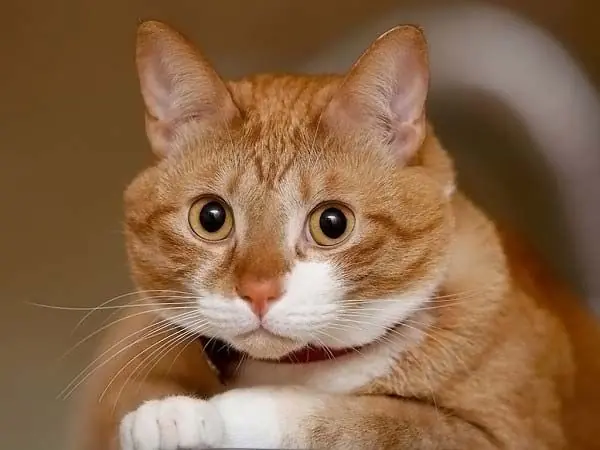 Gatos Según tu Rango