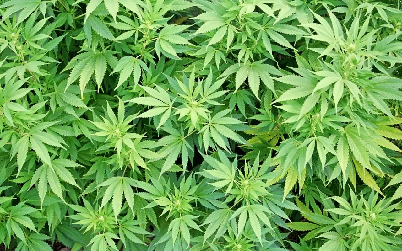 cannabis