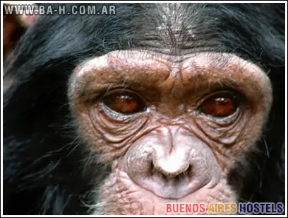 Animales