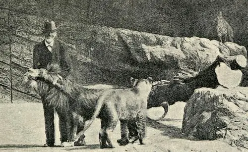 tigre