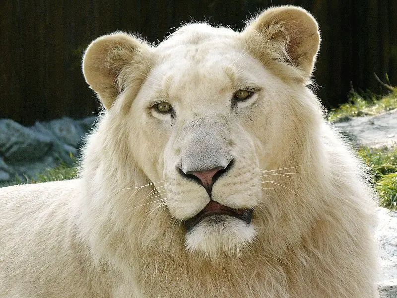 leones