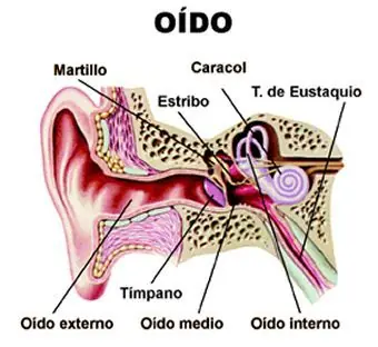 Lo último en identificaciones en seres humanos