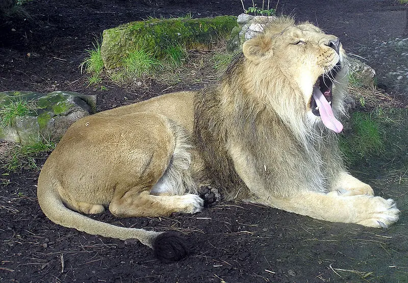 Clases De Leones