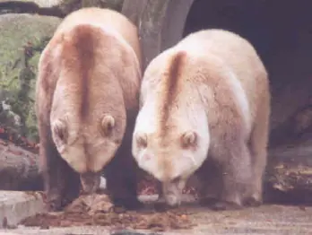Cruzas Raras de Animales - Los Híbridos mas Sorprendentes
