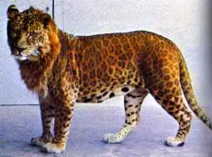 LIGRE