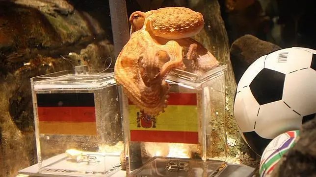 ¿Es el pulpo Paul un adivino?