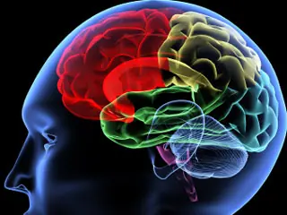 Áreas de cerebro que crecen más en la infancia distinguen
