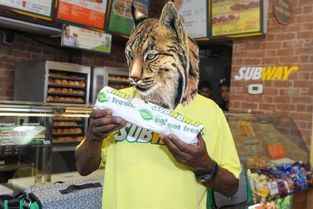 lince
