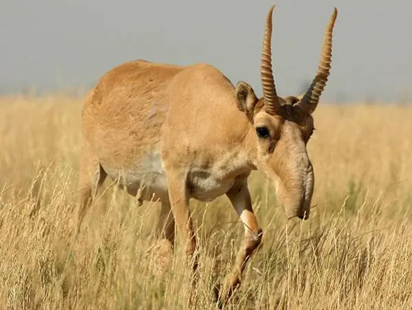 Animales
