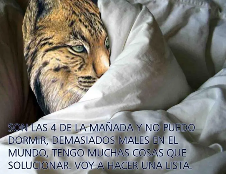 Lince no se duerme hasta que se acaba#1