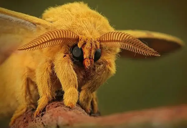 18 Animales Que Probablemente No Sabías Que Existían