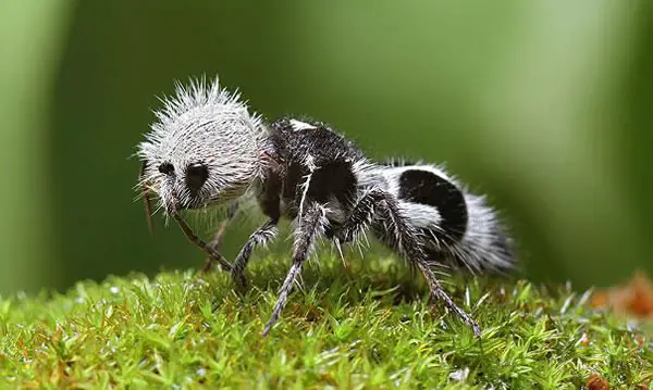 18 Animales Que Probablemente No Sabías Que Existían