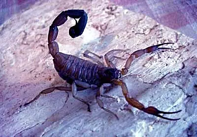 escorpion