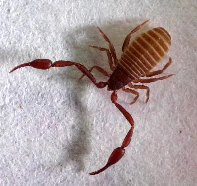 escorpiones venenosos