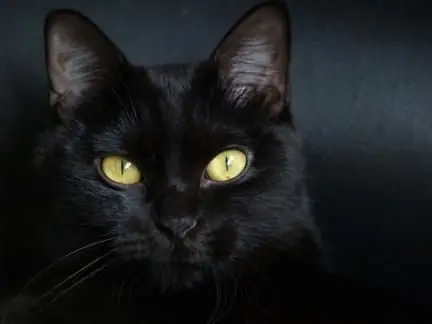 Las supersticiones más comunes y cómo se originaron