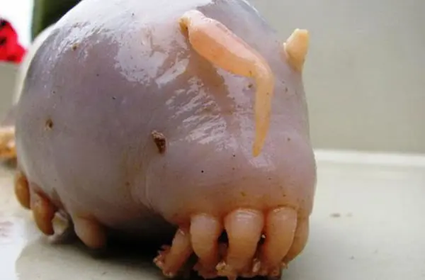 18 Animales Que Probablemente No Sabías Que Existían