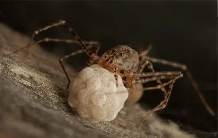 criaturas