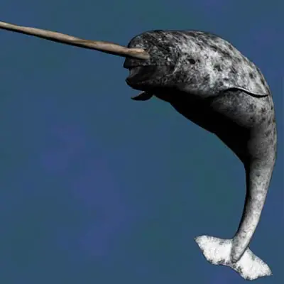 Ubuntu 11.04: Natty Narwhal, el porque de ese nombre