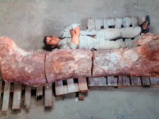 El dinosaurio más grande del mundo es argentino
