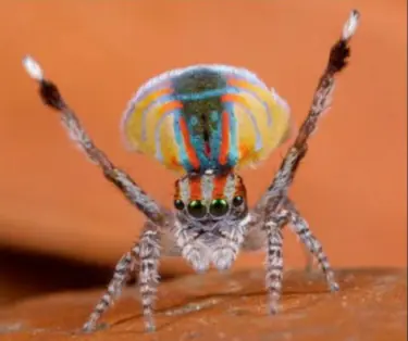 telaraña