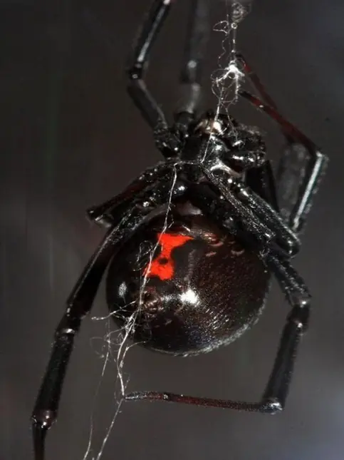 aracnidos