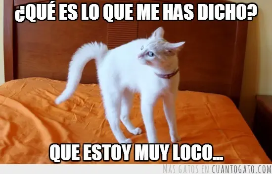 ¿Tienes a un gato en casa? 41 Saltos inesperados