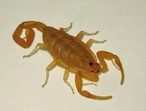 4 distintas especies de escorpiones