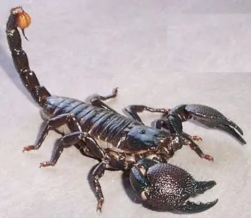 4 distintas especies de escorpiones