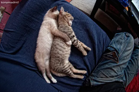 gatitos