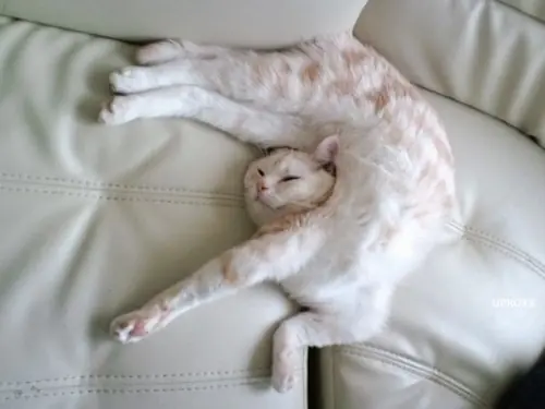 gatitos
