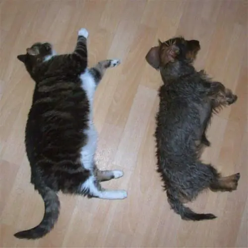 gatitos