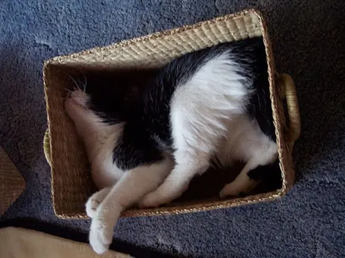 25 Posiciones Torpes De Gatos Durmiendo