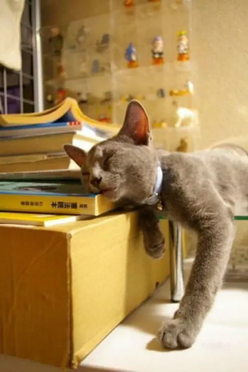25 Posiciones Torpes De Gatos Durmiendo