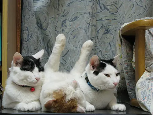poses