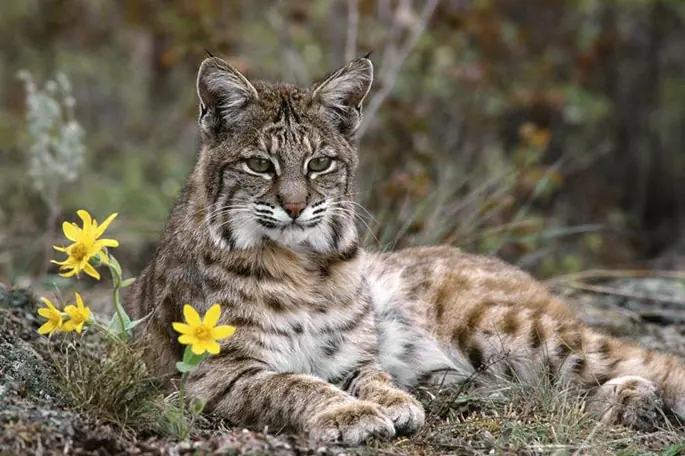 Renace el Lince ibérico en la región
