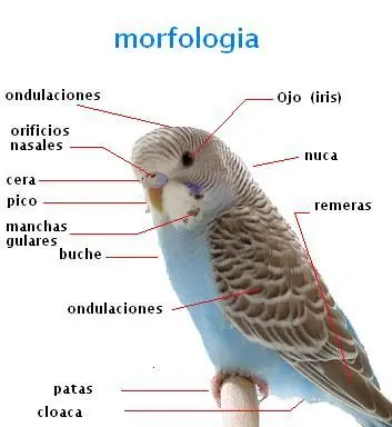 virologia