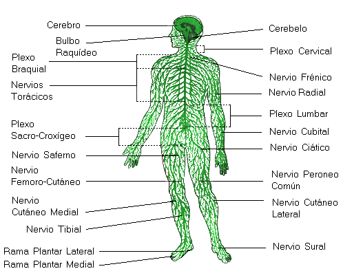 anatomía