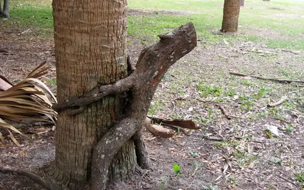 El portal porno PornHub quiere reforestar la tierra.