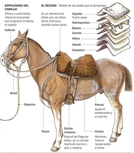 10 Tips para tener en cuenta antes de montar un caballo!