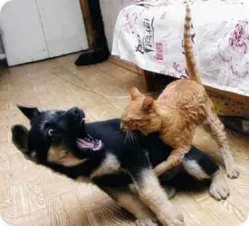 gatos