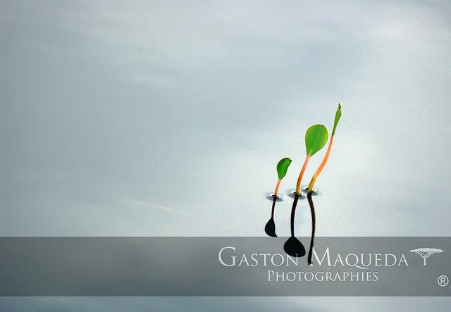 Fotógrafos grosos de Taringa - @Gatomaq