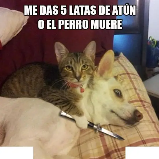 +5 si te hago sonreir en este dia lince