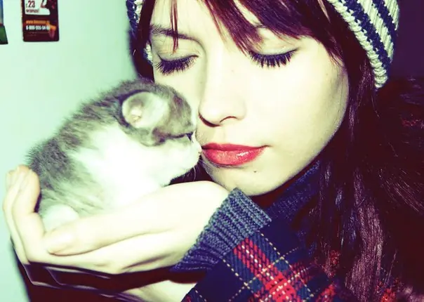 gatos