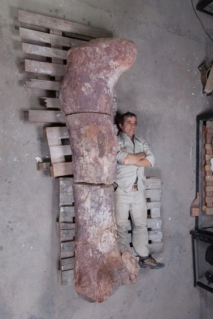Chubut, el dinosaurio más grande del mundo!