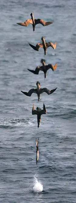 Planeta
