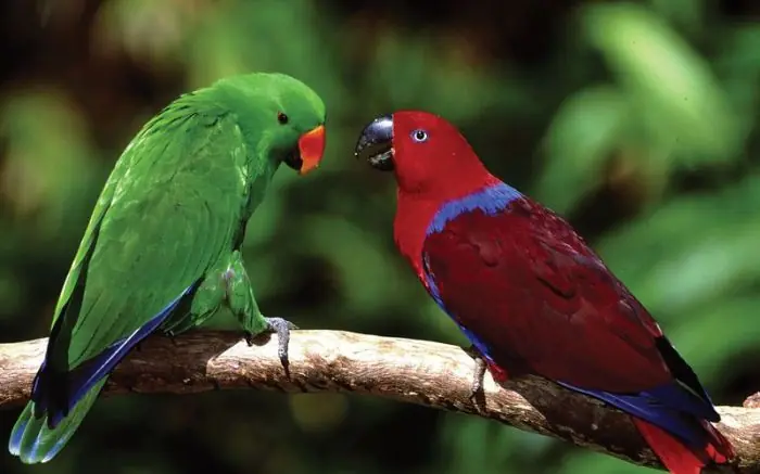 maravillosa